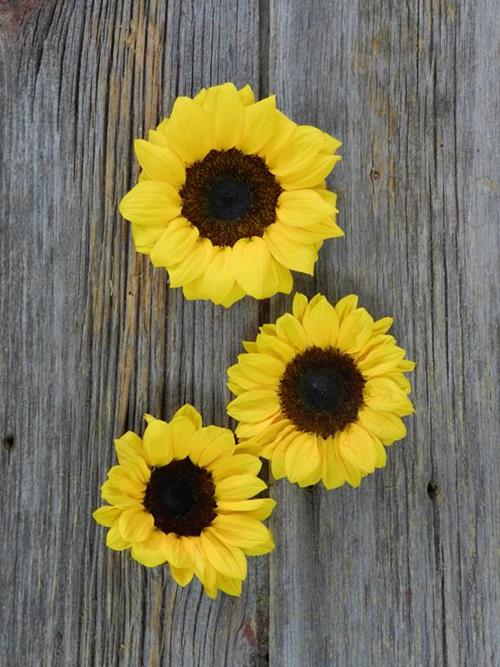 Wholesale Sunflowers Online FlowerFarm